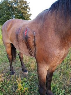 Poliţiştii Serviciului Arme Bihor sunt în alertă: Un braconier a împuşcat un cal în satul Forău. Cine e 'domnul mare din Oradea'? (FOTO)
