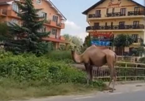 Imagine inedită în Băile Felix: O cămilă paște pe marginea drumului... (VIDEO)