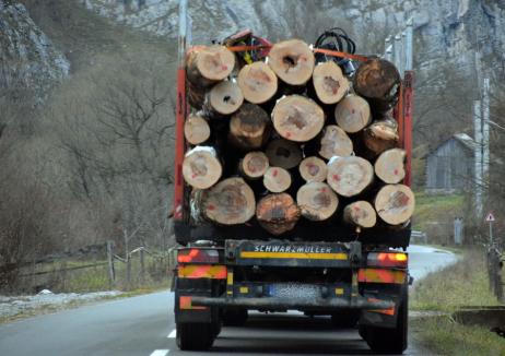 Pădurile din Bihor în 2021: De două ori mai multe lemne tăiate ilegal, găsite de Direcţia Silvică (FOTO)