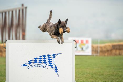 Campionatul Mondial Canin, în premieră în România