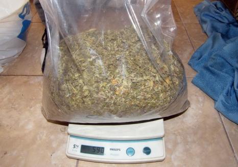 Un bihorean s-a întors în ţară cu o jumătate de kilogram de cannabis. Ghinion! Poliţiştii Antidrog îl aşteptau în Borş