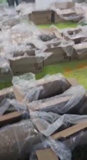 EXCLUSIV: Cantitate uriaşă de canabis, descoperită într-un bloc din Oradea! (FOTO)