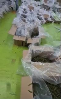Blocul high: Ce se întâmplă cu sacii de canabis găsiţi în subsolul unui imobil din Oradea? (FOTO)