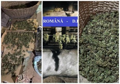 Aproape 1,5 kilograme de cannabis, găsite în podul unei case din Beiuş. Proprietarul, un tânăr de 27 ani, a fost reţinut (FOTO)