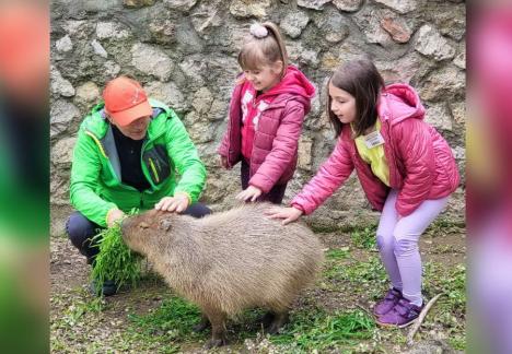 Vedeta grădinii: Capibara a fost cel mai adoptat animal de la Zoo Oradea în 2023