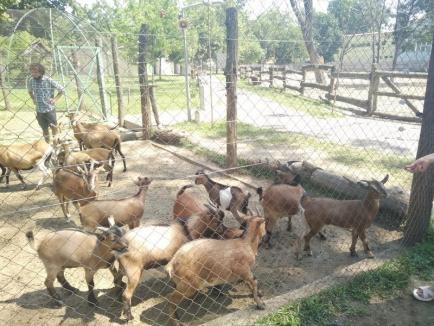 Capre şi oi cameruneze, la Zoo Oradea
