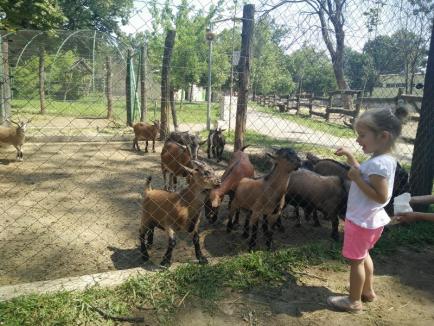 Capre şi oi cameruneze, la Zoo Oradea