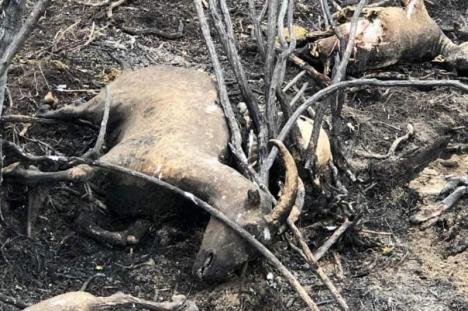 Catastrofă ecologică: Pădurea amazoniană este în flăcări de peste două săptămâni. Focul ar fi fost pornit de fermieri (FOTO / VIDEO)