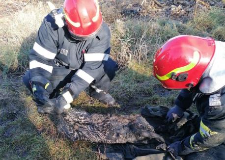 Căprioară căzută într-o fântână din Balc, salvată de pompieri (FOTO / VIDEO)