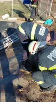 Căprioară salvată de pompierii din Oradea, după ce a căzut într-un bazin de apă (FOTO / VIDEO)
