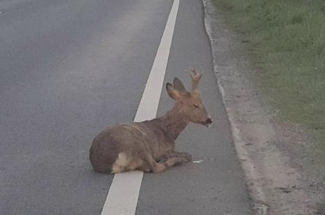 Un pui de căprioară accidentat salvat de un şofer orădean şi de poliţişti de pe marginea drumului a murit la veterinar