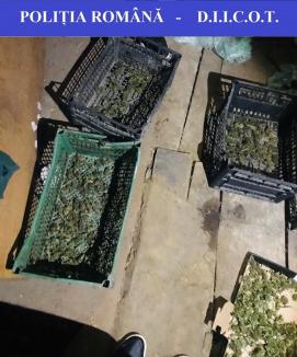 Aproape 1,5 kilograme de cannabis, găsite în podul unei case din Beiuş. Proprietarul, un tânăr de 27 ani, a fost reţinut (FOTO)