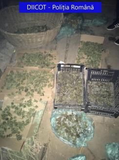 Aproape 1,5 kilograme de cannabis, găsite în podul unei case din Beiuş. Proprietarul, un tânăr de 27 ani, a fost reţinut (FOTO)