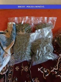 Şi-au făcut plantaţie de cannabis în solariu! Peste 150 de kilograme de droguri, capturate în Bihor (FOTO / VIDEO)