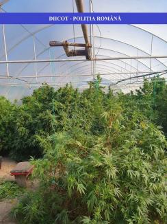 Şi-au făcut plantaţie de cannabis în solariu! Peste 150 de kilograme de droguri, capturate în Bihor (FOTO / VIDEO)