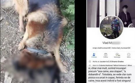 Filmuleţ șocant, distribuit pe Facebook: Un adolescent din Oradea şi-a asmuţit câinele pe o pisică şi a filmat în timp ce era ucisă (VIDEO)