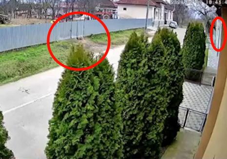 Percheziţii ale poliţiştilor de la Arme în Bihor: Un pădurar a împuşcat câinele unui vecin, trăgând de la fereastra casei (VIDEO)