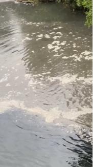 Poluare pe Crişul Repede, din cauza unei avarii la reţeaua de canalizare menajeră: Garda de Mediu a cerut intervenţia Companiei de Apă şi ABA Crişuri (FOTO/VIDEO)
