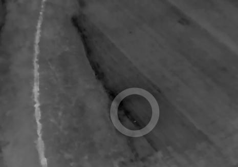 Ursul care a pus pe jar locuitorii din Sânmartin a fost localizat cu ajutorul dronelor. Ce strategie pregătesc autoritățile (VIDEO)