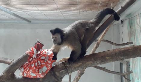 Zi festivă la Grădina Zoologică din Oradea: Au şi animalele Crăciunul lor (FOTO)