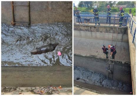 Castorul buclucaș: S-a strecurat într-un bazin de la Priza de Apă Oradea, de unde l-au scos pompierii (FOTO)