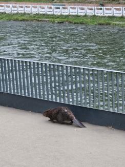 Plimbarea de sâmbătă dimineață: Un castor, surprins pe promenada din centrul Oradiei