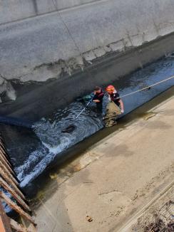 Castorul buclucaș: S-a strecurat într-un bazin de la Priza de Apă Oradea, de unde l-au scos pompierii (FOTO)