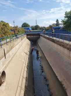 Castorul buclucaș: S-a strecurat într-un bazin de la Priza de Apă Oradea, de unde l-au scos pompierii (FOTO)