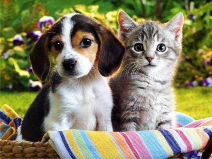 Proprietarii de câini şi pisici, obligaţi să vaccineze animalele împotriva turbării