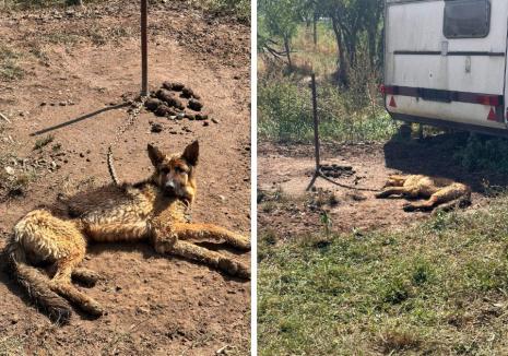 Câine legat în lanț, înfometat și fără apă, în plin soare, într-un sat din Bihor. Proprietarul a fost amendat cu 6.000 de lei