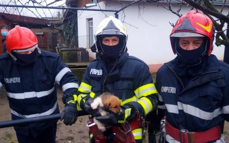 Pui de câine, salvat de pompierii bihoreni dintr-o fântână adâncă de 12 metri (FOTO)