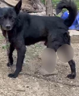 Câine rănit, salvat de poliţiştii din Bihor, din curtea unei case: Proprietara îl ţinea în lanţ, cu leziune deschisă la picior (FOTO)