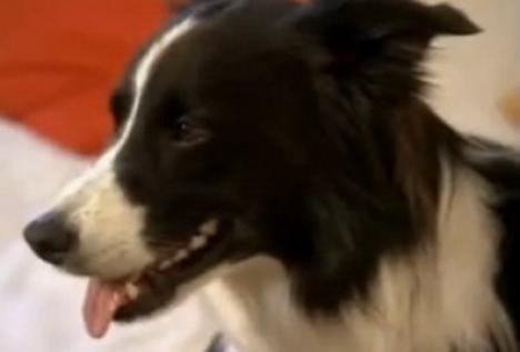 Cel mai deştept câine din lume (VIDEO)