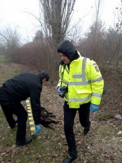 Poliţia investighează un caz de cruzime asupra animalelor în Salonta. O căţeluşă a fost târâtă după maşină, legată de un gard şi omorâtă (FOTO)