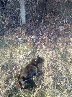 Poliţia investighează un caz de cruzime asupra animalelor în Salonta. O căţeluşă a fost târâtă după maşină, legată de un gard şi omorâtă (FOTO)