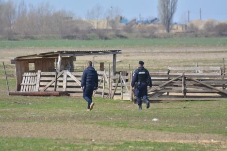 Acţiune de amploare: Poliţiştii au reluat căutarea suspectului Adrian Hladii pe câmpul de la marginea Oradiei (FOTO / VIDEO)