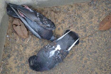 Revoltător! Autori necunoscuţi continuă să otrăvească porumbeii din Aleea Călinului (FOTO)