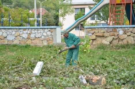 Ciopârţire în masă! ADP a retezat plopii din Ştrandul Municipal la 14 metri, la cât au ajuns drujbele RER Ecologic