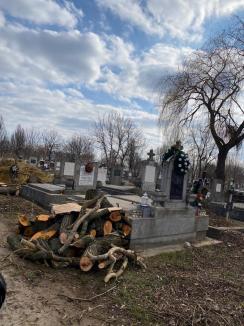 Arbori tăiați în cimitirul din Oradea. Șeful ADP: „Tăiem doar copacii de pe morminte” (FOTO)