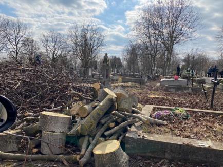 Arbori tăiați în cimitirul din Oradea. Șeful ADP: „Tăiem doar copacii de pe morminte” (FOTO)