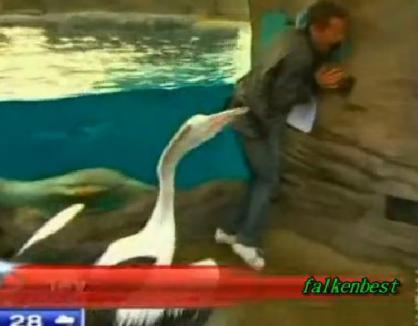 Prezentator TV, ciupit de fund de un pelican (VIDEO)