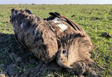 O pasăre rară, otrăvită pe un câmp din Bihor. Fondul de vânătoare unde a fost găsit hoitul are „antecedente” (FOTO)
