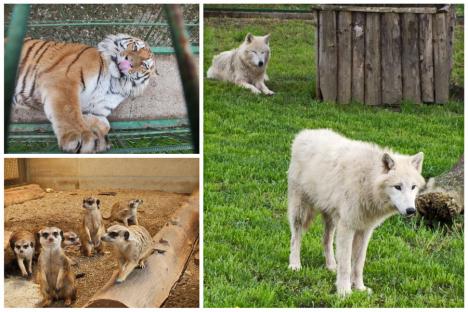 Animale noi, aduse din Cehia şi Slovacia: Lupi arctici şi tigri siberieni la Zoo Oradea (FOTO)