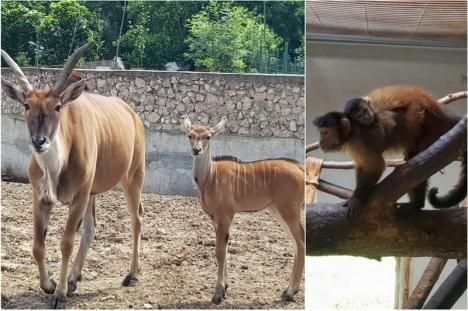 Pui de capucin brun şi antilopă elan, la Zoo Oradea (FOTO)