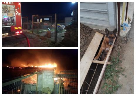 Șapte câini, salvaţi de pompierii bihoreni în decurs de câteva ore (FOTO)