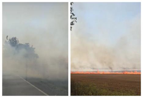 Incendiu de vegetaţie lângă un drum naţional din Bihor (VIDEO)