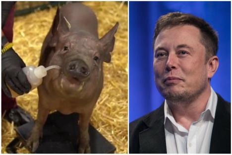 „Cyber-porcul”: Elon Musk a prezentat un porc cu un cip implantat în creier, care i-ar putea vindeca în viitor pe oameni de Alzheimer (VIDEO)