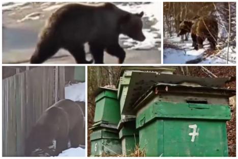 Urşii relocaţi din Predeal fac ravagii în Bihor. Localnicii din Finiş se tem pentru siguranța lor (VIDEO)