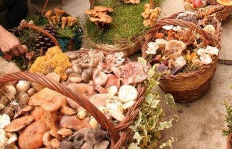 Sărbătoarea ciupercilor: Bihorenii, chemaţi la cules de 'bureţi' la Coleşti