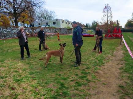 Cetatea câinilor: a început campionatul internațional de câini ciobănești belgieni și olandezi în Oradea (FOTO / VIDEO)